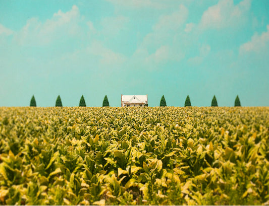 Plantation